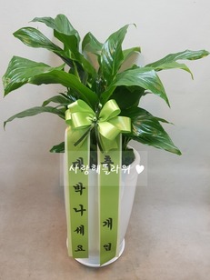설렘 1m이내