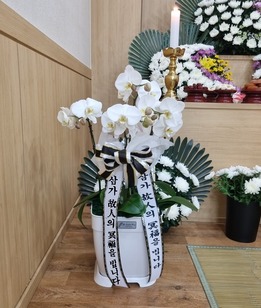 4.호접란 아마빌리스