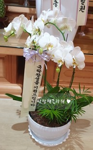 아마빌리스 대형종