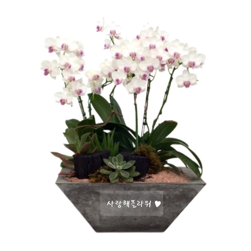 상세이미지