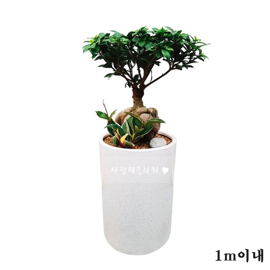 상세이미지