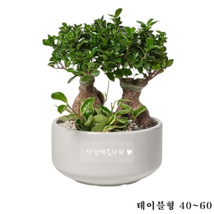 인삼팬더VIP 낮은화분형