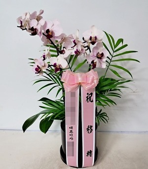 서울 서초구로 배송된 서양란 입니다