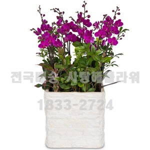 12.만천홍 3006