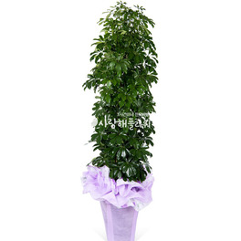 홍콩야자 (약160이상)