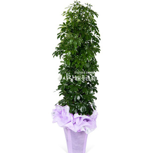 홍콩야자 (약160이상)