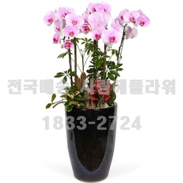 6.연핑크-호접란