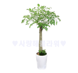 해피트리(행복나무) 1m50가량