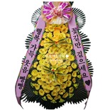 나비 축하3단