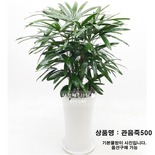 관음죽500