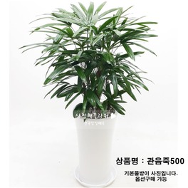 관음죽500