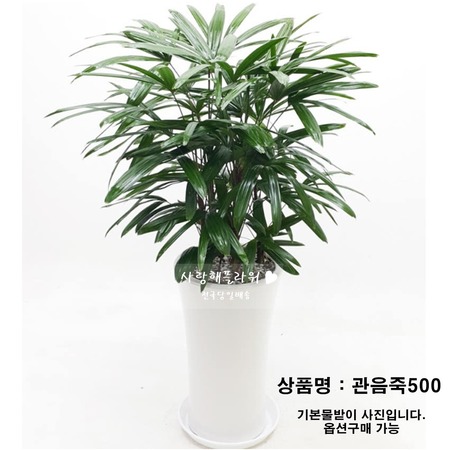 관음죽500