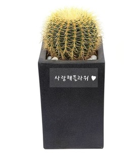 수도권 금호선인장 60이상