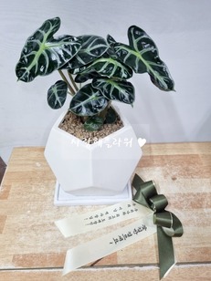 거북 알로카시아 (30~50)
