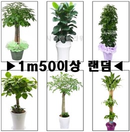 큰나무 랜덤발송(지정불가)
