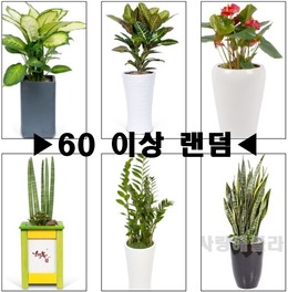 개업화분 아무거나 좋은상품추천배송