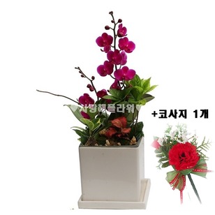 ★추천★어버이날 서양란