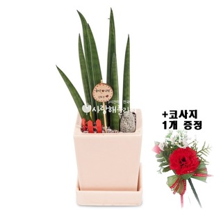 ★추천★ 어버이날스투키