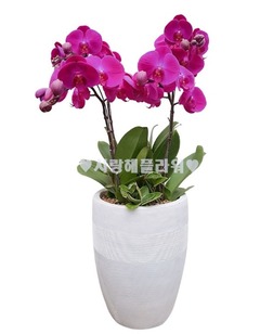 2.승승장구 호접란(60가량)