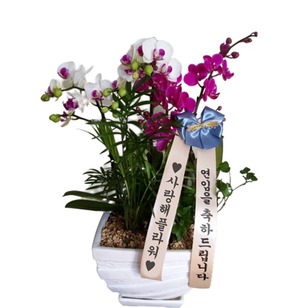 5.화사한 서양란