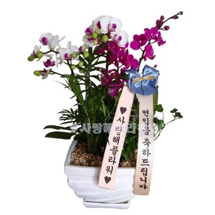 6.호접+만천홍