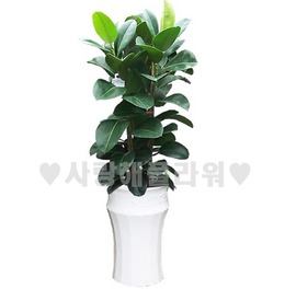 고무나무55 (1m50이상)