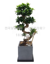 대박성공 가지마루(80이상 1m50미만)