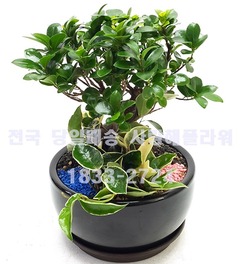실속짱!! 인삼팬더