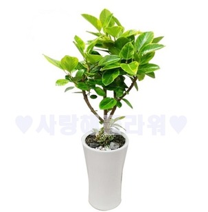 뱅갈뱅갈~(1m30가량)