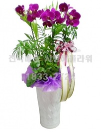 고품격 호접란 1m20가량