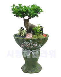 인삼팬더 높은분 (60~80가량)
